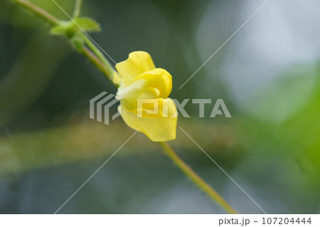 ヤブツルアズキの黄色い花 ヤブツルアズキの黄色い花 107204444