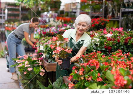 Female flower market seller demonstrates potted flowers begonia big 107204446