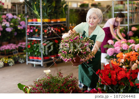 Mature female florist arranging hanging pots with blooming fuchsia 107204448