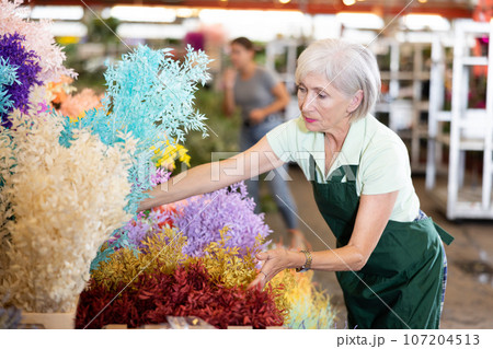 Elderly woman, hostess of the flower market, collects Ruscus Italie in bouquet Elderly woman, hostess of the flower market, collects Ruscus Italie in bouquet 107204513