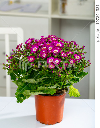 Colorful beautiful pink cineraria flowers 107204521