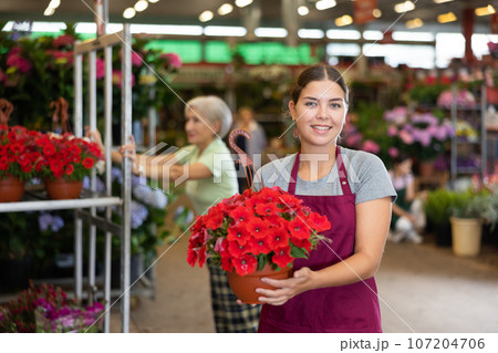 Successful female florist standing in greenhouse among multi-colored flowering plants, offering begonia with red leaf in pot 107204706