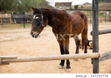 Groomed horse in the backyard of livestock farm Groomed horse in the backyard of livestock farm 107204756