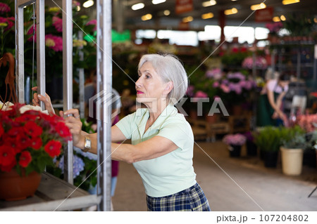Mature woman, flower shop owner pushing trolley rack with blooming petunias 107204802