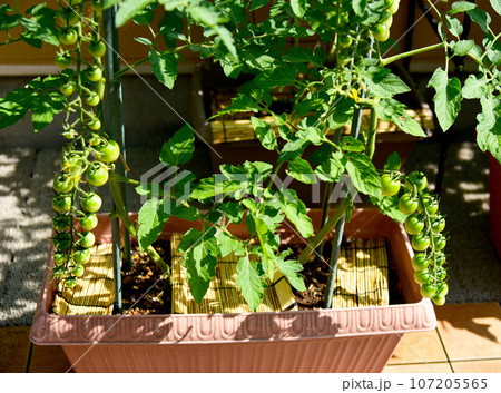 房なりミニトマト　元気に成長中　収穫が楽しみ 107205565