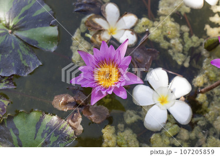 Pink Water lily blossom, top view Pink Water lily blossom, top view 107205859