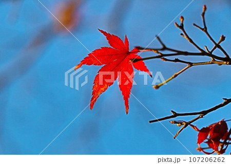 紅葉 107206262