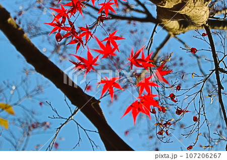 紅葉 紅葉 107206267