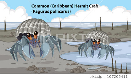 Common Hermit Crab Mangrove Forest Animal 107206411