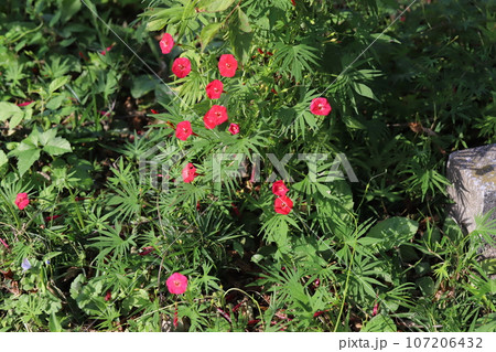 秋の庭に咲くハゴロモルコウソウの赤い花 秋の庭に咲くハゴロモルコウソウの赤い花 107206432