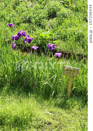 広島　三景園の花菖蒲 107206434