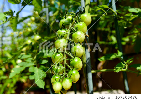 色付き間近　まだ青い　房なりミニトマト 107206486