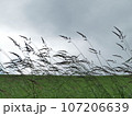 風になびくススキ 107206639
