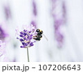 ラベンダーの蜜を吸うミツバチ 107206643