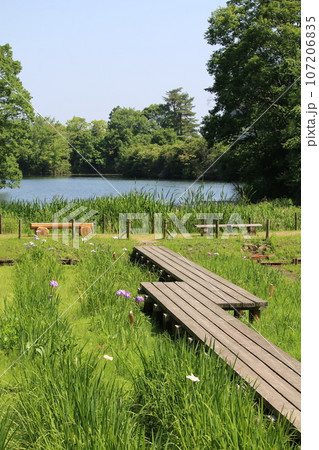 広島　三景園の花菖蒲 107206835