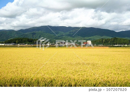 収穫 米 2023 陸前高田市 岩手県 収穫 米 2023 陸前高田市 岩手県 107207020