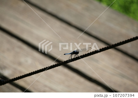 シオカラトンボ 107207394