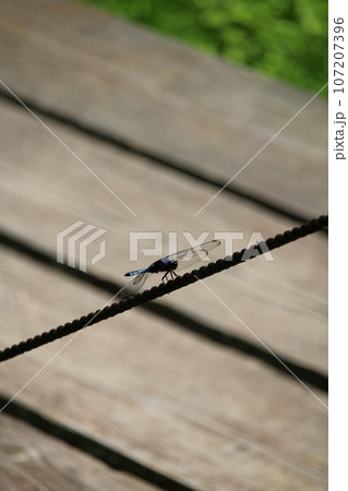 シオカラトンボ 107207396