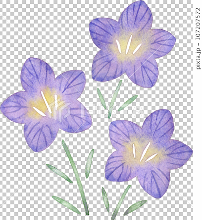 風鈴草花的水彩插圖 風鈴草花的水彩插圖 107207572