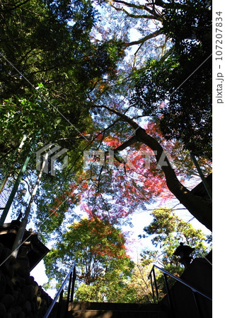 神奈川県大和市上草柳紅葉も終わり長い階段を上り静かな師走 神奈川県大和市上草柳紅葉も終わり長い階段を上り静かな師走 107207834