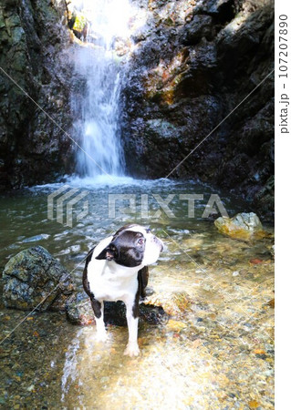 毛呂山町の獅子ヶ滝の水辺で渓谷を見上げるボストンテリアのマイティ君♡ 107207890