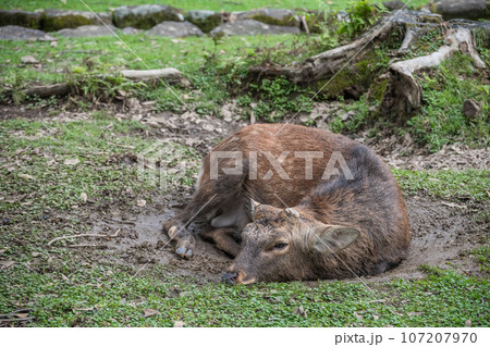 ヌタ場に座り込む牡鹿 奈良公園 ヌタ場に座り込む牡鹿 奈良公園 107207970
