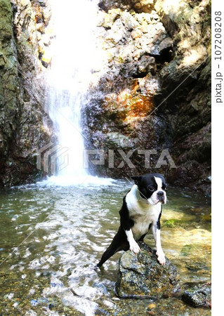 毛呂山町の獅子ヶ滝で石に前足をかけて渓流を見つめるボストンテリアのマイティ君♡ 107208208