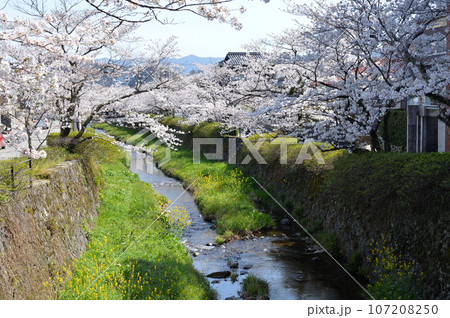 桜が満開になった「一の坂川」(山口県山口市) 桜が満開になった「一の坂川」(山口県山口市) 107208250