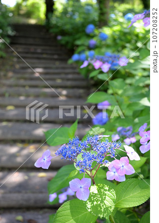 アジサイ咲く散歩道(山口県光市あじさい苑) アジサイ咲く散歩道(山口県光市あじさい苑) 107208252