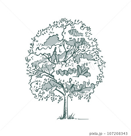 Sketch plant tree vector illustration hand drawn10 Sketch plant tree vector illustration hand drawn10 107208343