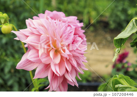 馬見丘陵公園　満開のダリア園 107208446