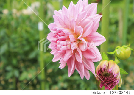 馬見丘陵公園　満開のダリア園 107208447