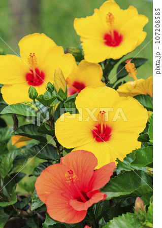 馬見丘陵公園 満開の秋の花々 馬見丘陵公園 満開の秋の花々 107208585