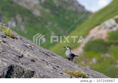 ホシガラス 107208667