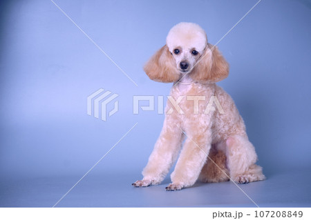 A young poodle with beautiful forms after grooming on a blue background A young poodle with beautiful forms after grooming on a blue background 107208849
