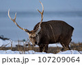 海岸を歩くエゾシカ 107209064
