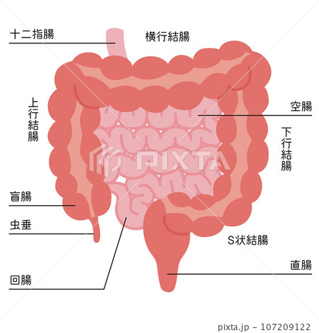 小腸・大腸のイラスト 107209122