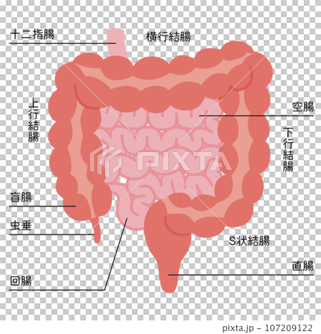 小腸・大腸のイラスト 107209122