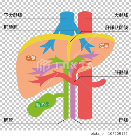 肝臟的例證 107209125