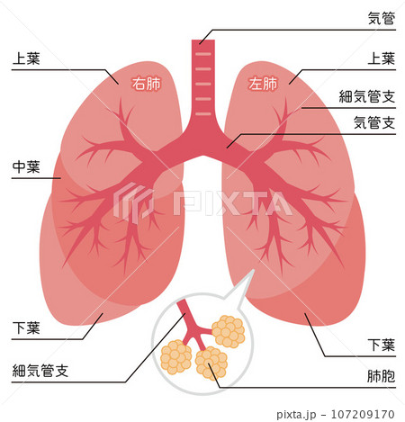 肺のイラスト 107209170
