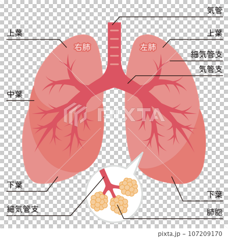 肺のイラスト 107209170