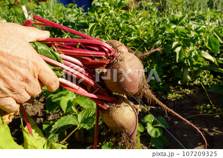 Green leaves beet on the bed. Harvest concept. Beets in the garden. Green leaves beet on the bed. Harvest concept. Beets in the garden. 107209325