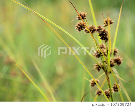 9月に実った茶色くてかわいいマツカサススキ 107209724