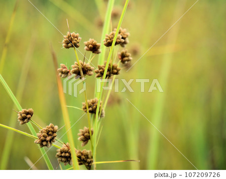 9月に実った茶色くてかわいいマツカサススキ 107209726