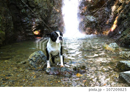 ゆずの里毛呂山町の獅子ヶ滝の水辺で渓流を見つめるボストンテリアのマイティ君♡ 107209825