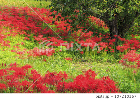 一言主神社界隈に咲く彼岸花 107210367