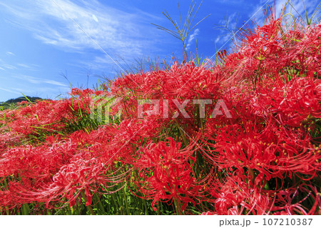 一言主神社界隈に咲く彼岸花 107210387