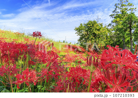 一言主神社界隈に咲く彼岸花 107210393