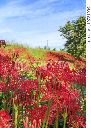 一言主神社界隈に咲く彼岸花 107210394