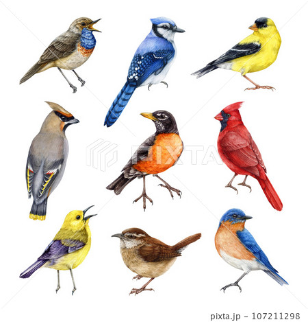 Garden birds watercolor painted illustration set. Hand drawn various garden birds on white background. Bluebird, waxwing, blue jay, robin, warbler, red cardinal elements. Beautifully painted avians 107211298